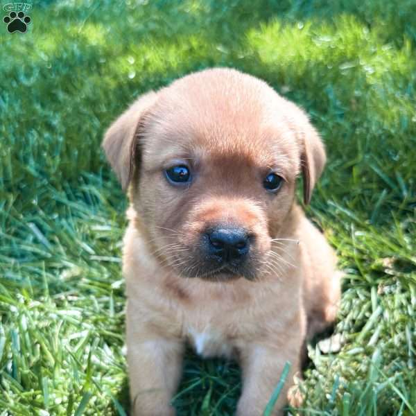 Max, Fox Red Labrador Retriever Puppy